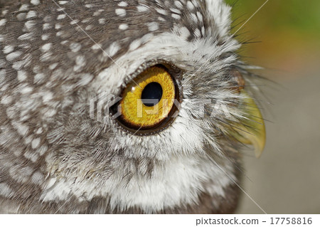 spotted owlet or athene brama bird 17758816