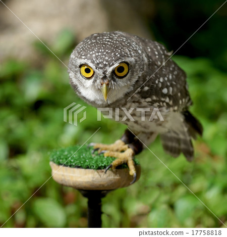 spotted owlet or athene brama bird 17758818