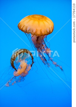 Aquarium Jellyfish in the deep blue Aquarium Jellyfish in the deep blue 17764110