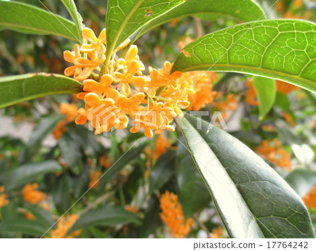 Flowers of the golden monster tree 17764242