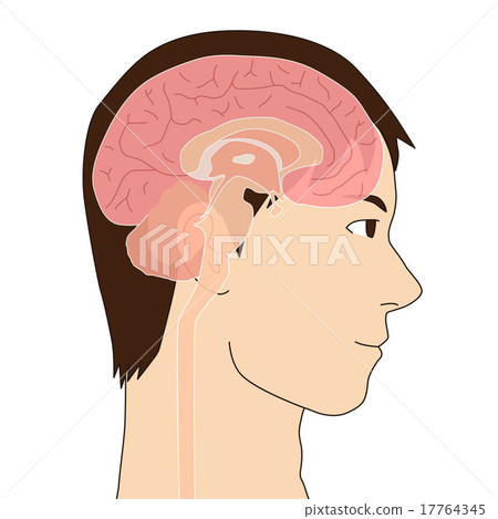Internal structure illustration of human brain 17764345