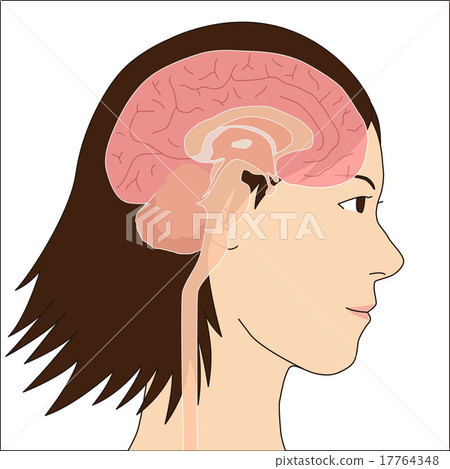 Internal structure illustration of human brain 17764348