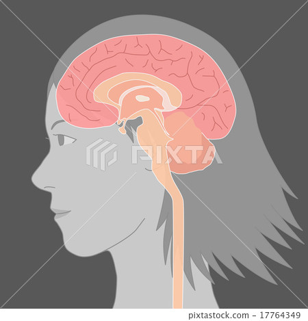 Internal structure illustration of human brain 17764349