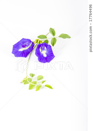 Butterfly Pea  on white background 17764496