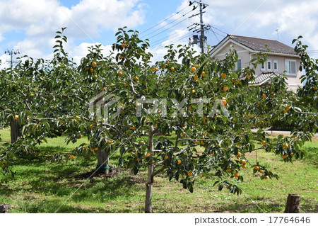 Persimmon tree Persimmon tree 17764646