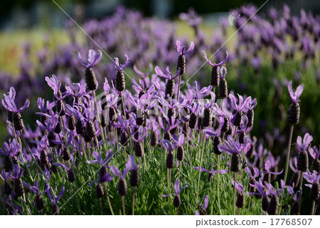 Lavender in full bloom 17768507