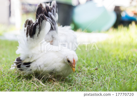 Two white chicken on green grass 17770720