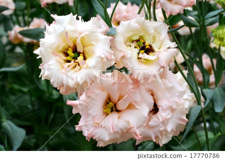 洋桔梗 洋桔梗 17770786