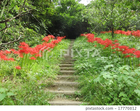 Trail of Higanbana Trail of Higanbana 17770812