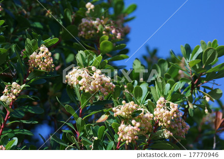 I am a strawberry tree strawberry. It is different from a strawberry. 17770946