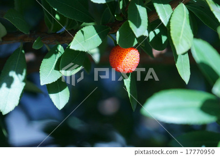 它不同於草莓樹草莓。有點像山桃。 17770950