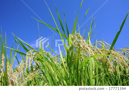 Rice field Rice field 17771394