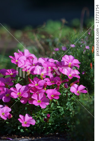 它被稱為Tree Flower Vinegar Vine Oxalis·Hilta。 它被稱為Tree Flower Vinegar Vine Oxalis·Hilta。 17771754