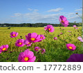 Scenery with cosmos 17772889