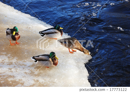 ducks ducks 17773122
