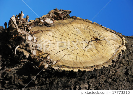 wooden circle wooden circle 17773210