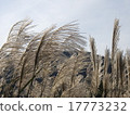 Fall landscape 17773232