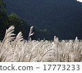 Autumn scenery 17773233
