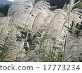 Fall landscape 17773234