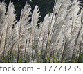 Autumn scenery 17773235