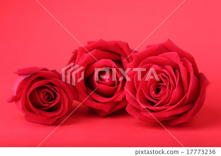 red rose on red background red rose on red background 17773236