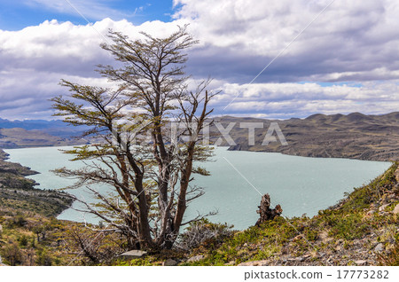 Tree, Torres del Paine National Park, Chile Tree, Torres del Paine National Park, Chile 17773282