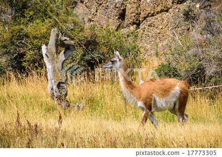 Torres del Paine National Park, Chile Torres del Paine National Park, Chile 17773305
