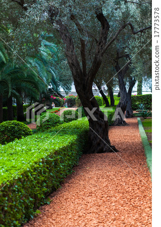 Several flat bushes 17773578