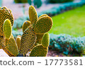 Wild green cactus in  the garden 17773581