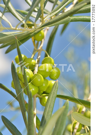 Wagga Bertal Wagga Bertal 17773892
