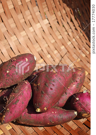 Autumn trip of sweet potato Autumn trip of sweet potato 17774030