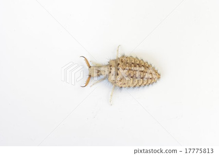 Caterpillar larva (Aligicoku) 17775813