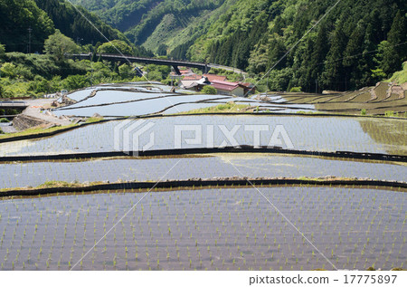 島根大谷的梯田風景 17775897