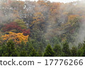 Autumn leaves of Mt. Takao after the rain 17776266
