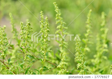 艾草花粉 艾草花粉 17776927