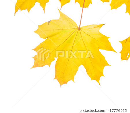 Fall leaves Fall leaves 17776955