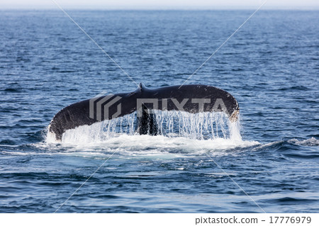 Tail of Whale, Cape Cod 17776979