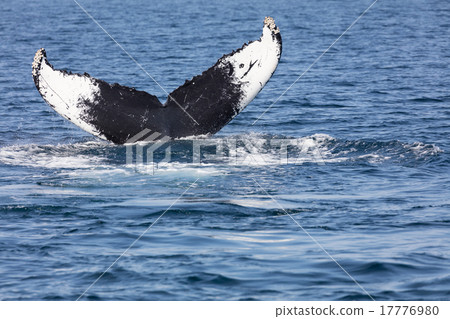Tail of Whale, Cape Cod 17776980