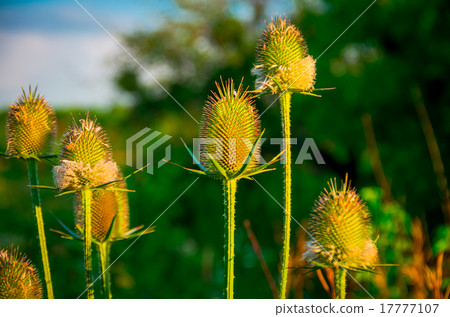 Green field prickly purple plant Green field prickly purple plant 17777107