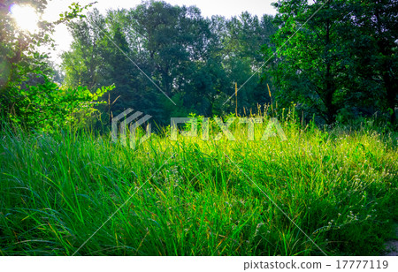 Beautiful green grass Beautiful green grass 17777119