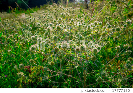 Green field prickly purple plant Green field prickly purple plant 17777120