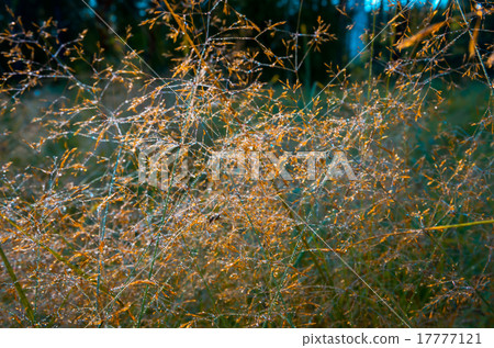 Beautiful yellow grass Beautiful yellow grass 17777121