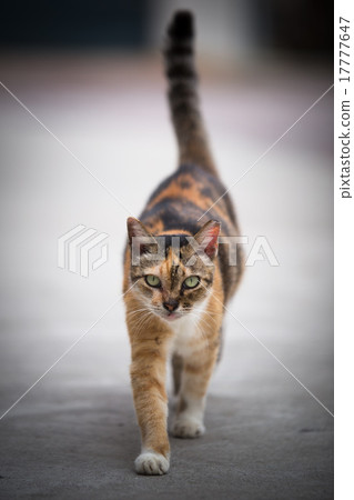 Cat Cat 17777647