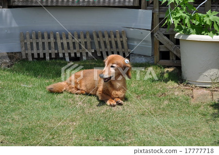 微型dachs照片 17777718