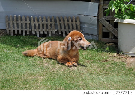 微型dachs照片 17777719