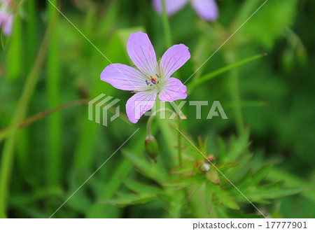Imokatami (potato) Imokatami (potato) 17777901