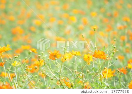 Cosmos 17777928