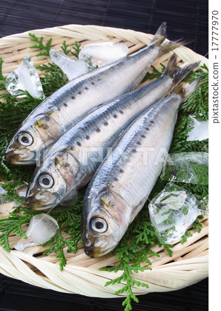 沙丁魚大羽毛沙丁魚 17777970
