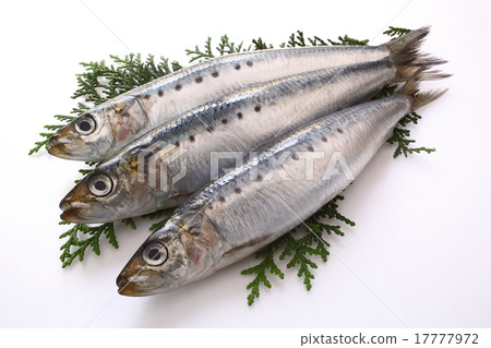 沙丁魚大羽毛沙丁魚 17777972