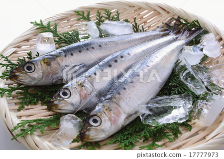 沙丁魚大羽毛沙丁魚 17777973